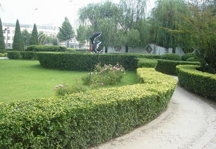 绿篱的表现形式及分类,绿篱的作用及养护 中国景观网